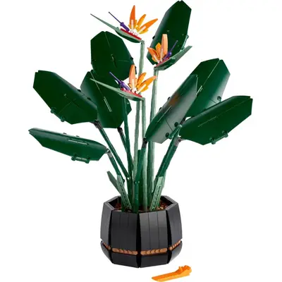 Strelicja królewska